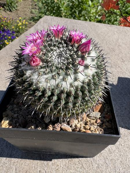 Mammillaria polythele